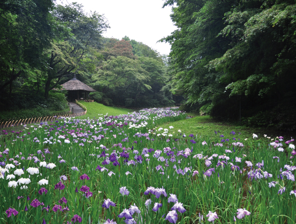 6月活動 明治神宮御苑花菖蒲盛開季 東京都內的絕妙景點 Moshi Moshi Nippon もしもしにっぽん