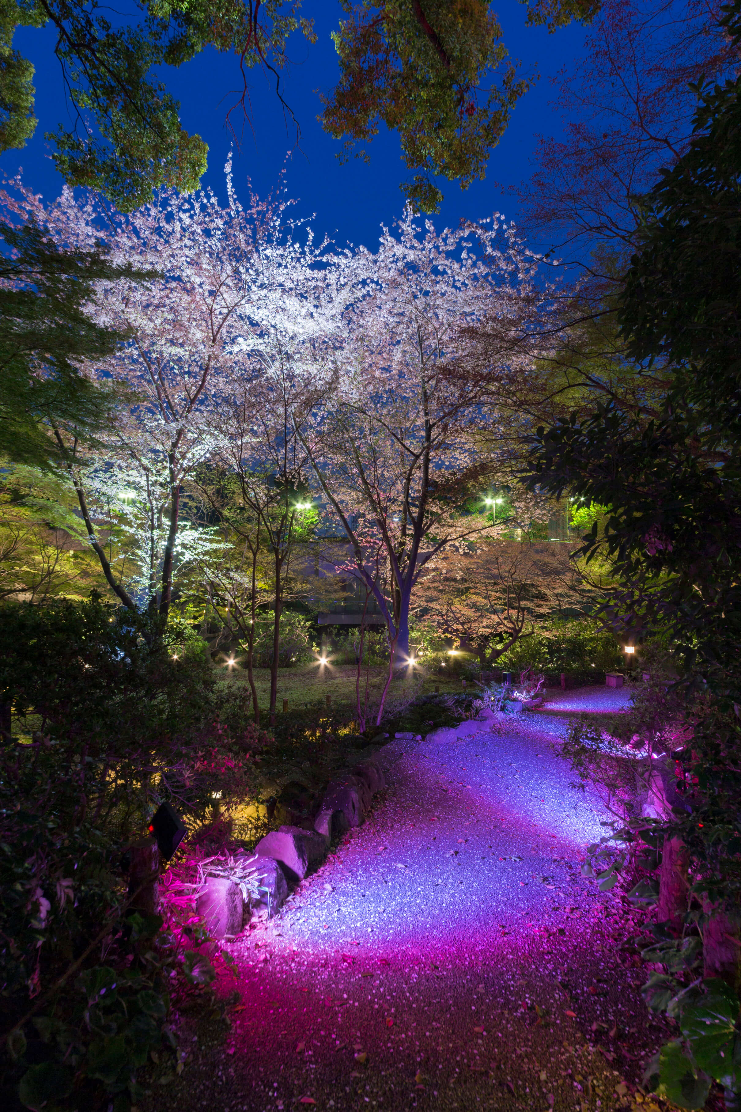 Gotenyama Cherry Blossom Festival 2018 to be Held at Gotenyama Trust City